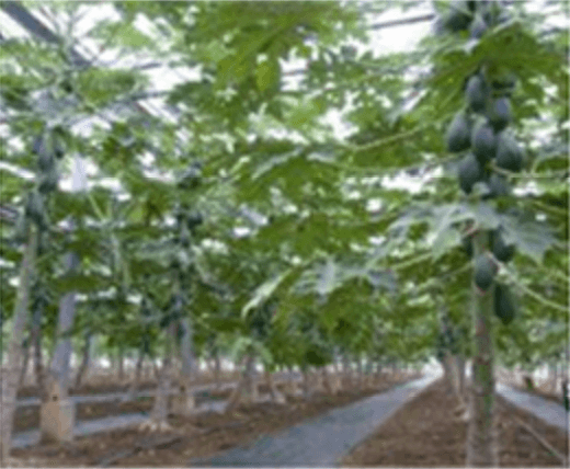 papaya-planting